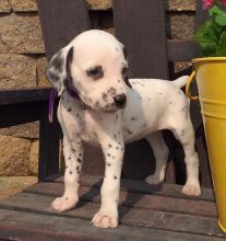 C.K.C MALE AND FEMALE DALMATIAN PUPPIES AVAILABLE Image eClassifieds4U
