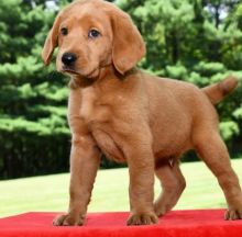C.K.C MALE AND FEMALE LABRADOODLE PUPPIES AVAILABLE️ Image eClassifieds4U