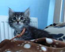 I have a beautiful Siberian Kittens Image eClassifieds4U