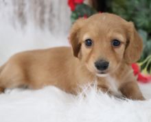 Male and Female Dachshunds puppies for adoption. Image eClassifieds4U
