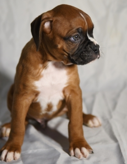 These Boxer puppies are ready to go to a new home Image eClassifieds4u