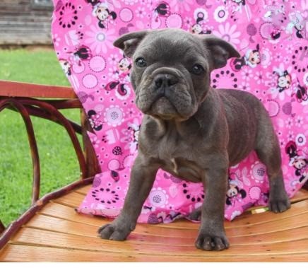 💗🟥🍁🟥 C.K.C MALE AND FEMALE FRENCH BULLDOG PUPPIES 💗🟥🍁🟥 Image eClassifieds4u