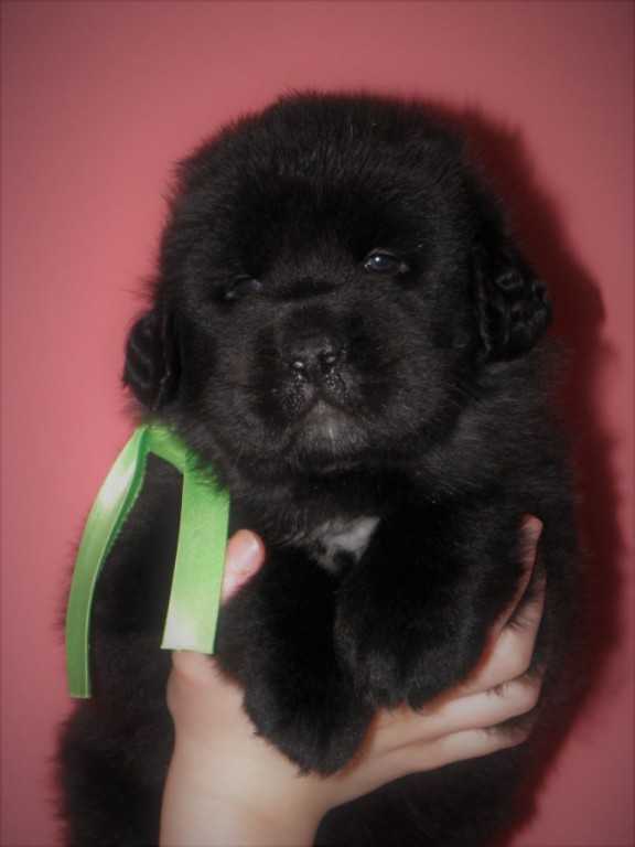 Mastiff Puppies for sale (587) 779-6996 Image eClassifieds4u