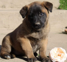 Rotweiler puppies available for sale