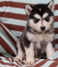 💗🟥🍁🟥C.K.C MALE AND FEMALE ALASKAN MALAMUTE PUPPIES AVAILABLE💗🟥🍁🟥