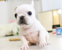 French bulldog puppies available