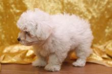 Affectionate Maltese puppies,