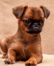Brussels Griffon puppies now available