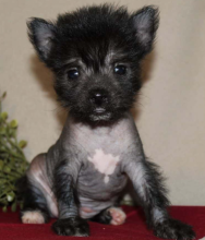 Chinese Crested puppies available