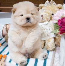 Chow chow puppies ready to go home