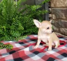 C.K.C MALE AND FEMALE CHIHUAHUA PUPPIES AVAILABLE