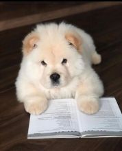 C.K.C MALE AND FEMALE CHOW CHOW PUPPIES AVAILABLE