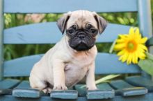 C.K.C MALE AND FEMALE PUG PUPPIES AVAILABLE