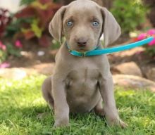 C.K.C MALE AND FEMALE WEIMARANER PUPPIES AVAILABLE
