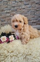 CUTE MALTIPOO PUPPIES