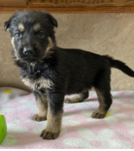 German Shepherd puppies now available