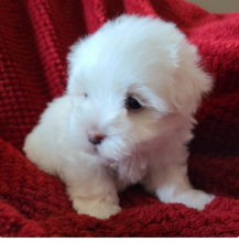 Maltese puppies available