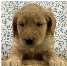 Goldendoodle puppies available