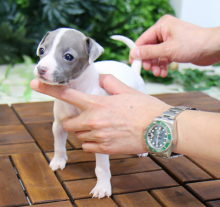 Italian Greyhound puppies available