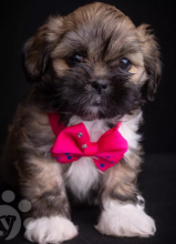 Lhasa Apso puppies available