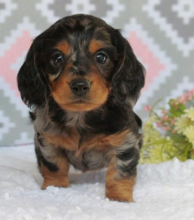 Dachshund puppies available