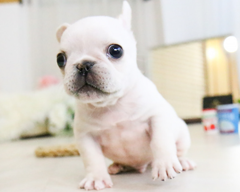 French bulldog puppies available Image eClassifieds4u
