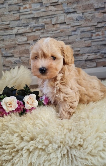 CUTE MALTIPOO PUPPIES Image eClassifieds4u