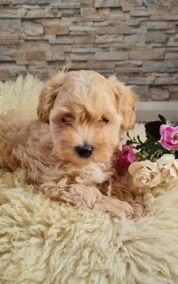 CUTE MALTIPOO PUPPIES Image eClassifieds4u
