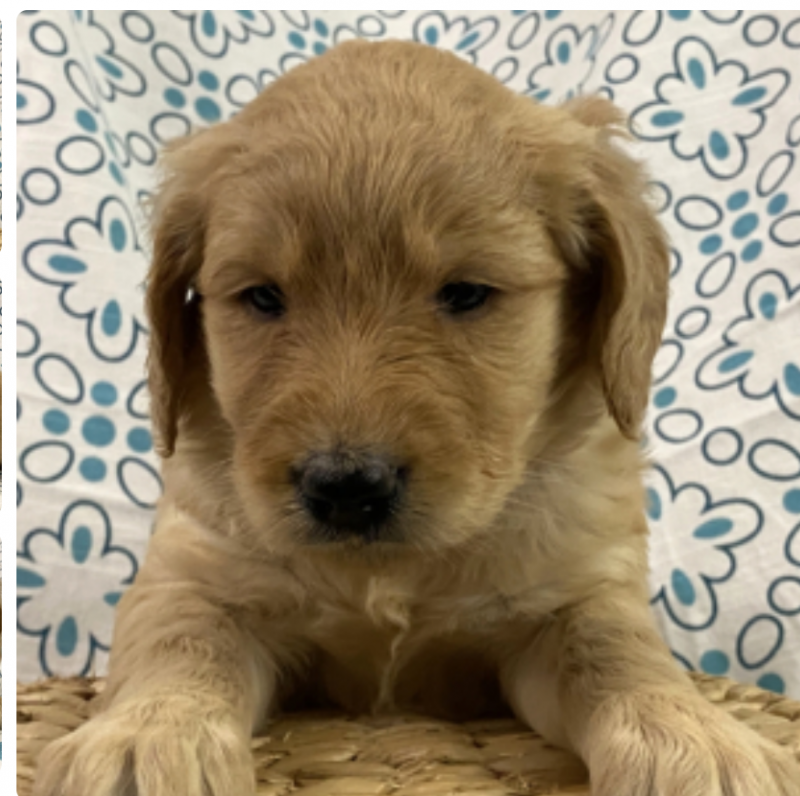 Goldendoodle puppies available Image eClassifieds4u