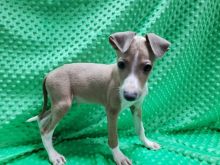 C.K.C MALE AND FEMALE ITALIAN GREYHOUND PUPPIES AVAILABLE Image eClassifieds4U