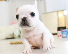French bulldog puppies available Image eClassifieds4u 1