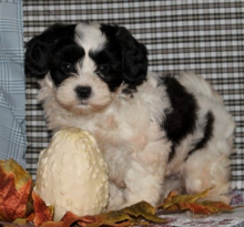 Purbred Pug puppies available Image eClassifieds4u 2