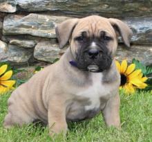 Labrador puppies available Image eClassifieds4u 1