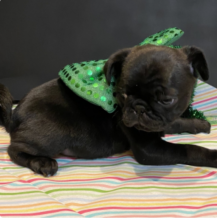 Pug puppies available Image eClassifieds4u 2
