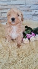 CUTE MALTIPOO PUPPIES Image eClassifieds4u 2