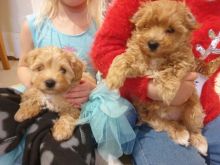 CUTE MALTIPOO PUPPIES Image eClassifieds4u 3