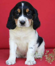 Morkie puppies available Image eClassifieds4u 2