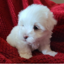 Maltese puppies available Image eClassifieds4u 1
