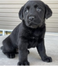 Labrador puppies available Image eClassifieds4u 1