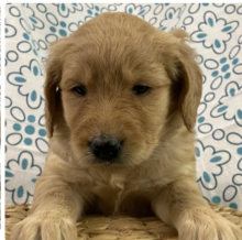 Goldendoodle puppies available Image eClassifieds4u 1