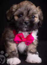 Lhasa Apso puppies available Image eClassifieds4u 1