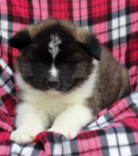 Papillon puppies available Image eClassifieds4u 3