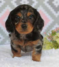 Dachshund puppies available Image eClassifieds4u 1