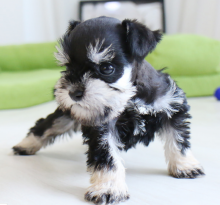 Schnauzer puppies available now Image eClassifieds4u 2