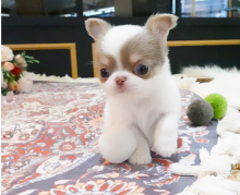 chihuahua puppies available Image eClassifieds4u 2