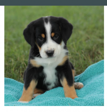 American Eskimo Dog puppies Image eClassifieds4u 3