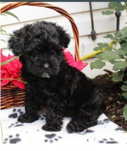 Bichon Frise puppies available Image eClassifieds4u 2