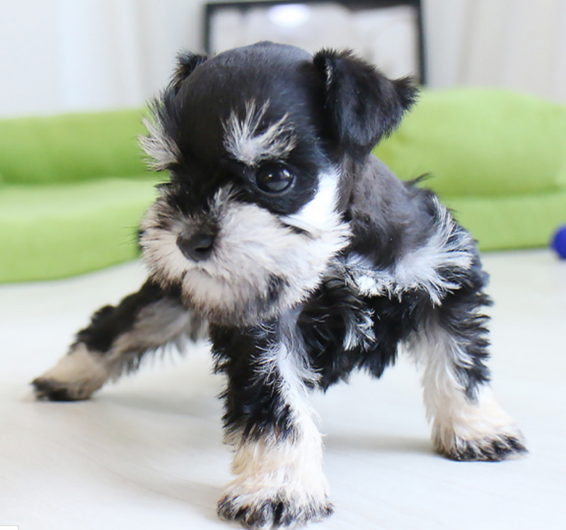 Schnauzer puppies available now Image eClassifieds4u