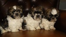 axfg swfrgr Akc Shih Tzu Puppies