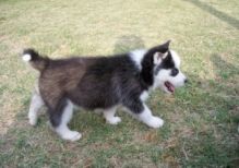 aXSFGE akcAwesome Blue Eyed Siberian Husky Puppies